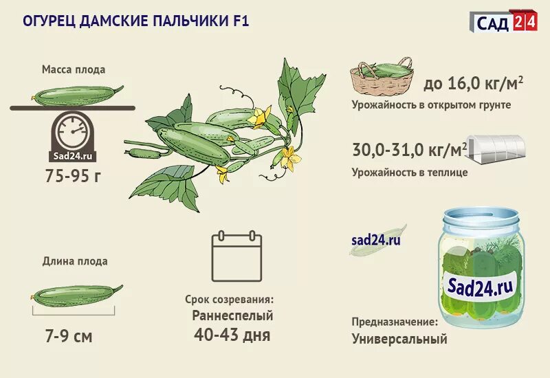 Как понять что огурец созрел. Сорт огурцов шоша. огурцы внучок описание сорта. огурцы сроки созревания. огурец зеленый экспресс f1.