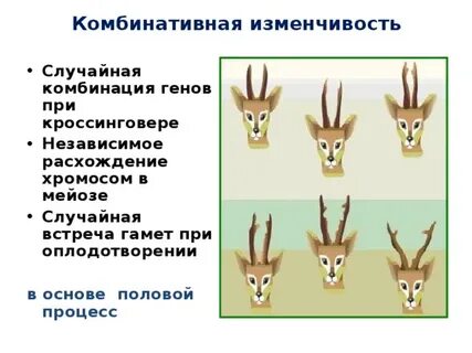 Зачем нужна изменчивость