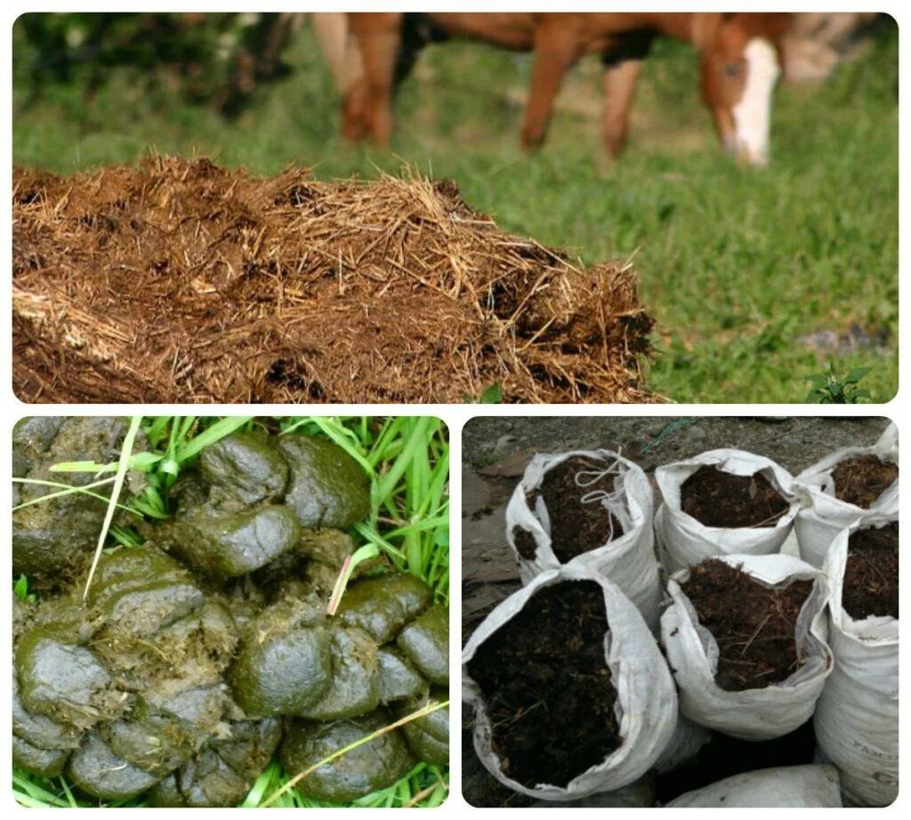 Почему навоз рекомендуется. Перегной и зола. Минеральные удобрения для почвы. Навоз. Подстилочный куриный помет.