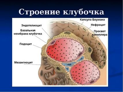 Почечная мембрана