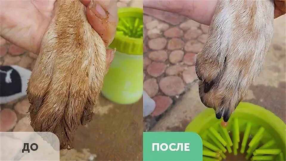 Как мыть таба лапку. Мыть лапы собаке после прогулки. для мытья лап собакам после прогулки. как мыть лапы собаке после прогулки.