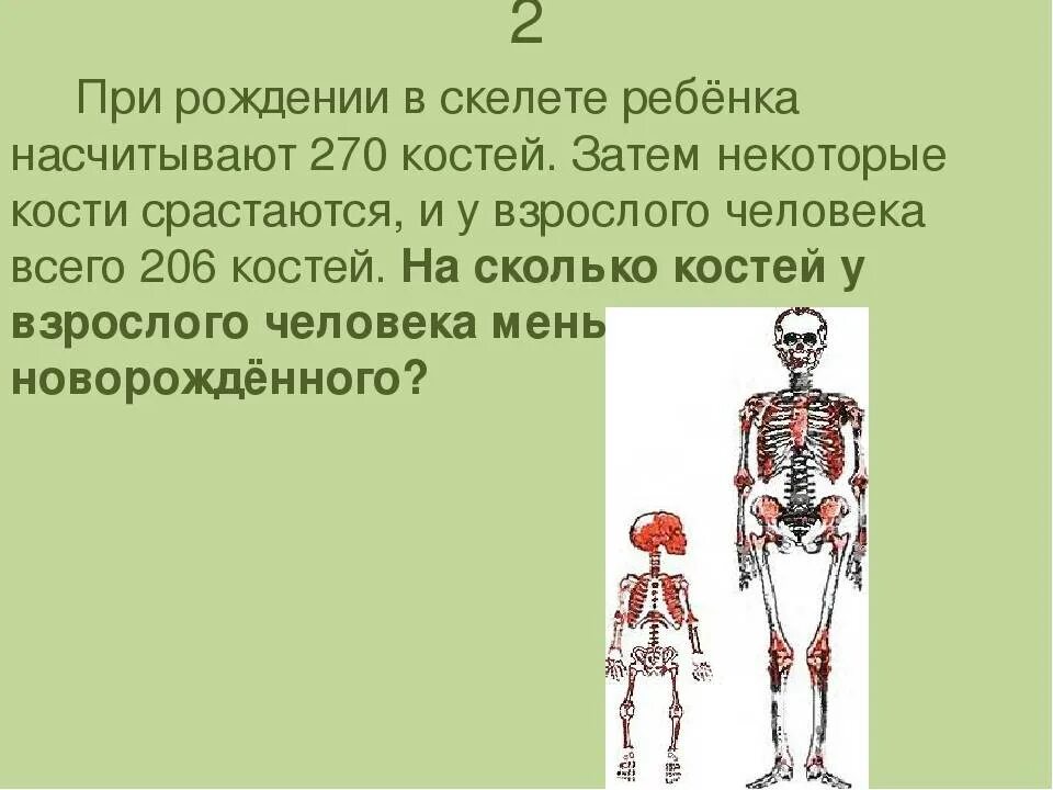 Сколько костей у новорожденного. Скелет ребенка и взрослого человека. Сколько всего костей у человека. Сколько костей у ребенка. Сколько костей в скелете человека.