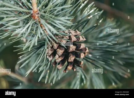 Brown mature ripe seed cone on the branch of Scots pine. 