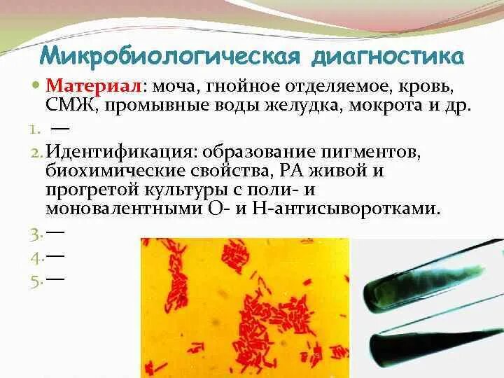 Микробиологическая диагностика. Диагностика условно патогенных микроорганизмов. Микробиологическая диагностика бешенства. Материал для микробиологических исследований бешенство.