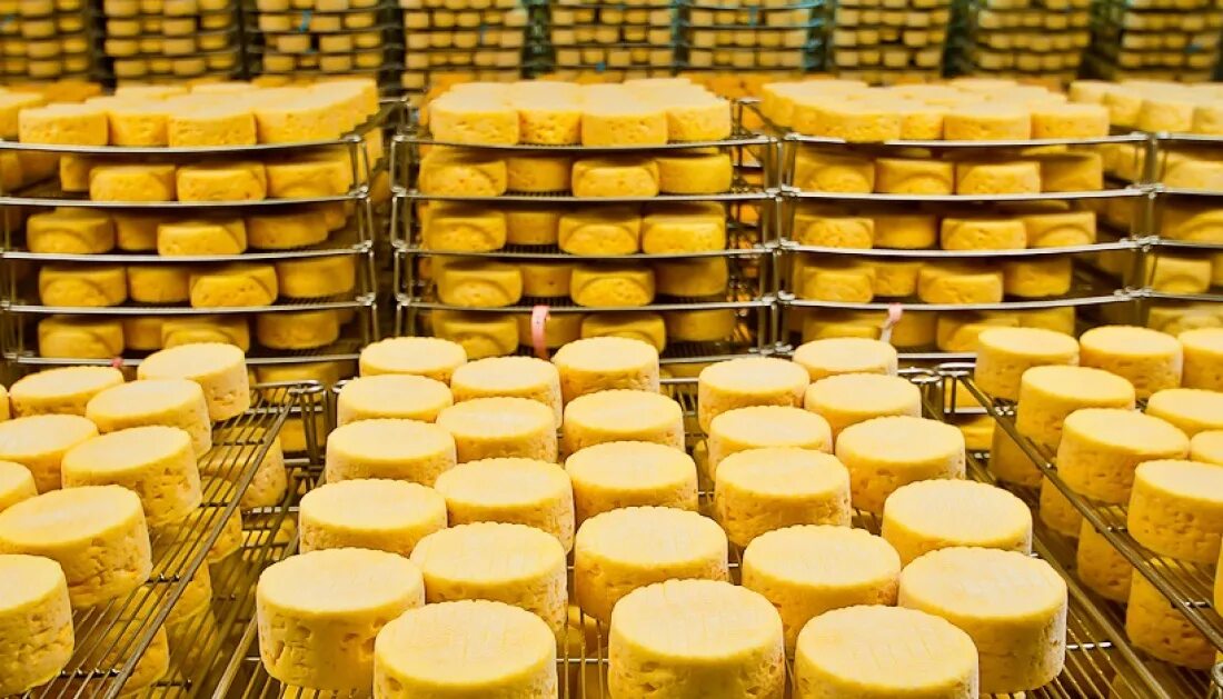 сырный цех. сырное производство. производство сыра. производство сыра организации. сыроварни россии.
