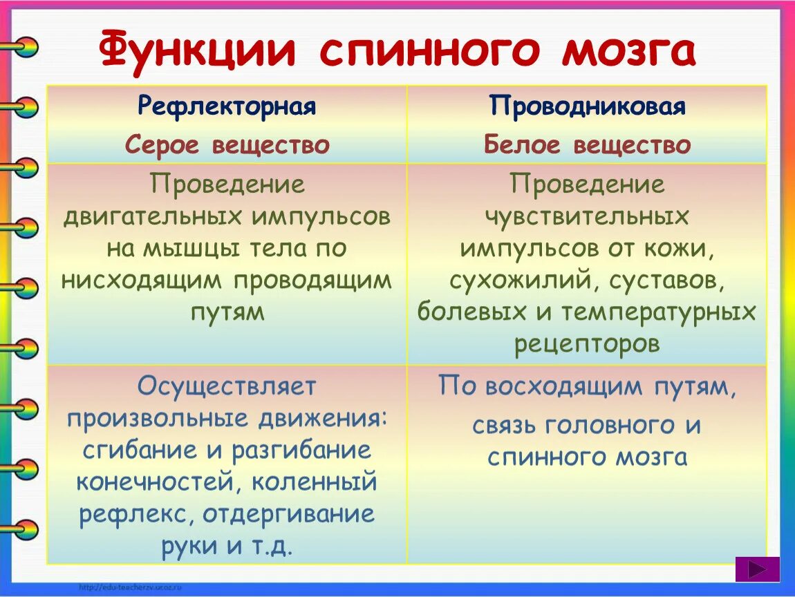 Каковы функции спинного. Рефлекторная функция спинного мозга. Рефлекторная и Проводящая функции спинного мозга. Рефлекторная и проводниковая функции спинного мозга. Рефоекторная фуекция спинноно мозга.