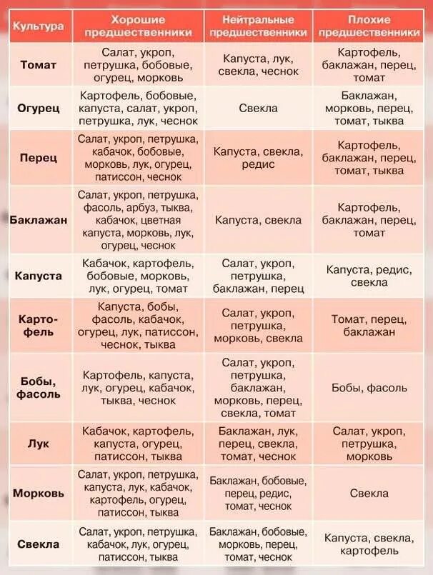 Перец после помидор