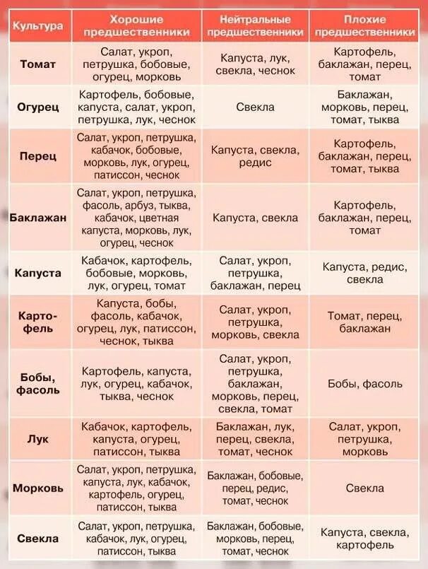 Можно сажать перец после томатов. Таблица севооборота овощных культур. Таблица чередования посевов овощей в огороде. Таблица предшественников овощных культур на огороде таблица. Таблица предшественников в севообороте.