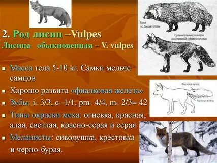 Систематическая категория лисицы