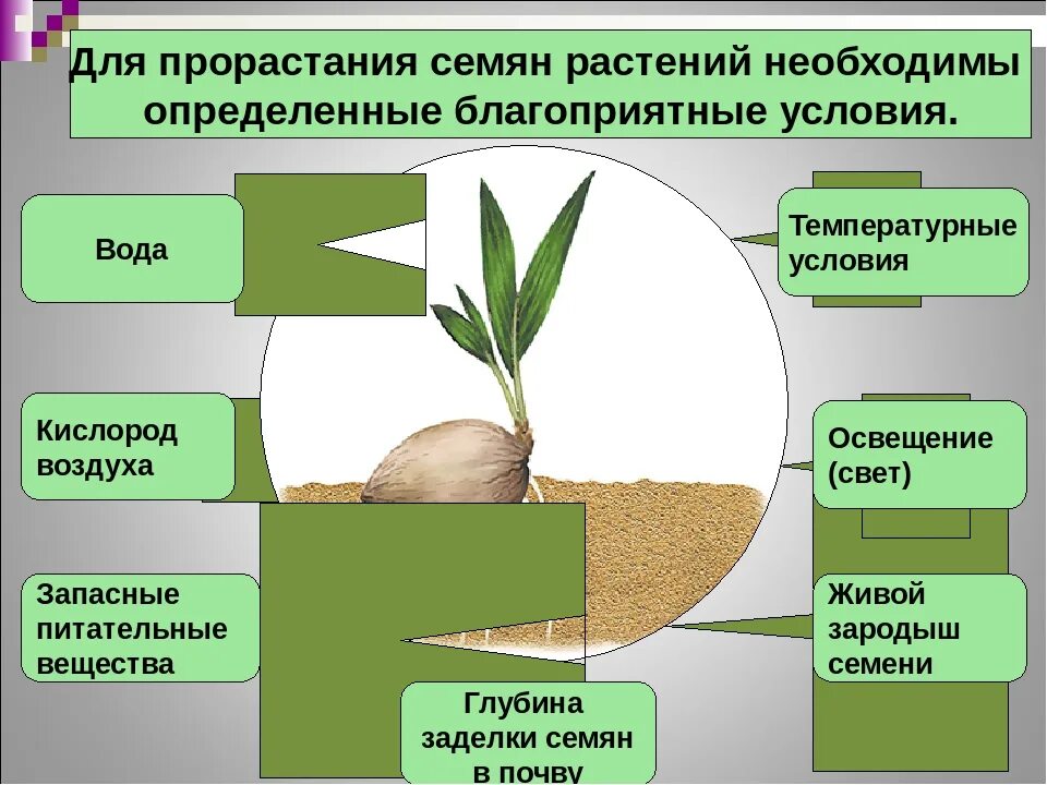 Какие условия необходимы семенам для прорастания. Условия прорастания семян. условия необходимые для прорастания семян. факторы прорастания семян. условия для проращивания семян.