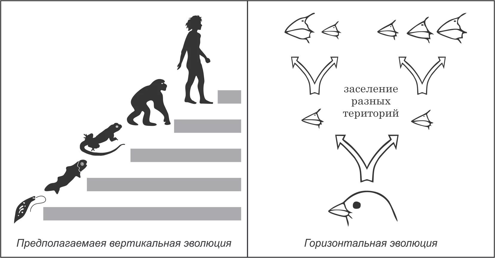 Развитие микро. Микро и Макроэволюция схема. Схема макроэволюции. Примеры микро и макроэволюции. Схема макроэволюции и микроэволюции.