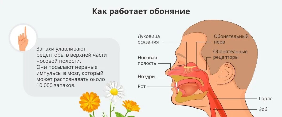 Обоняние. Потеря обоняния. Пропало обоняние и вкус. Как работает обоняние. Теряется обоняние