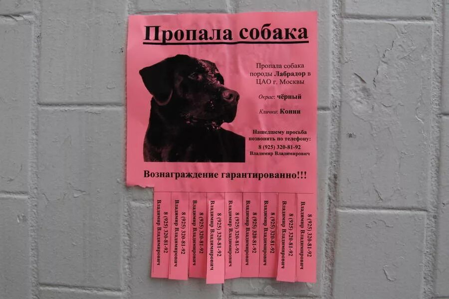 Объявление о пропаже собаки 3 класс русский. Объявление о пропаже собаки. Объявление о пропаже соб. Объявления отпропаже собак. Потерялась собака объявления.