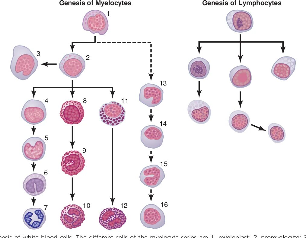 Different cells