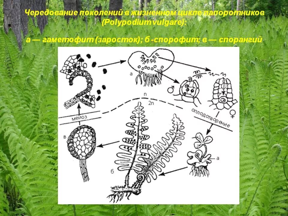 Набор хромосом спорофита папоротника. Цикл развития папоротника схема. Жизненный цикл папоротниковидных. Чередование поколений у папоротников. Жизненный цикл Polypodium vulgare.