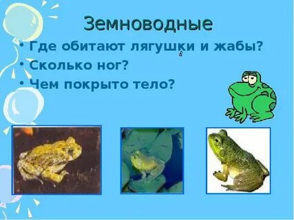 Сколько ног у земноводных