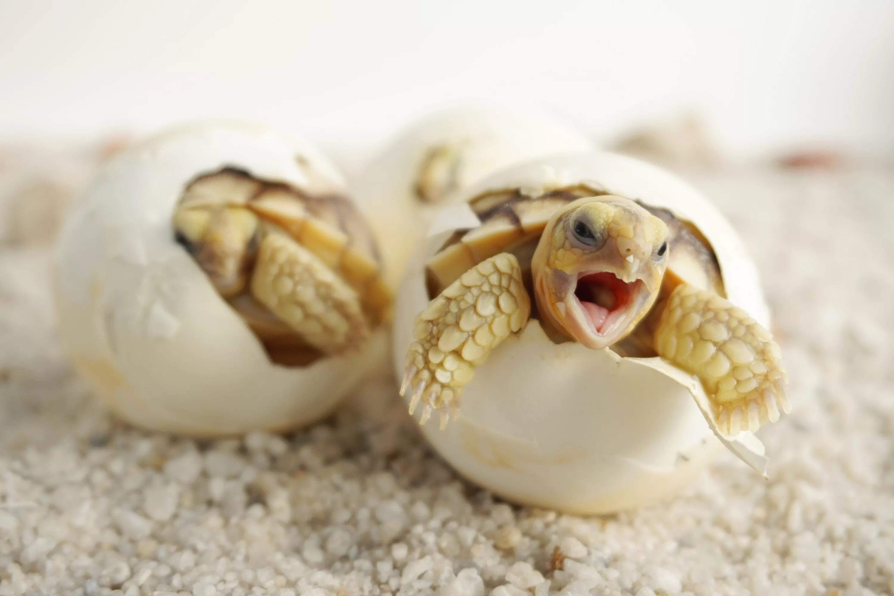 Морские Черепашата вылупляются. Морская черепаха откладывает яйца. Черепаха вылупляется из яйца. Среднеазиатская черепаха детеныш.