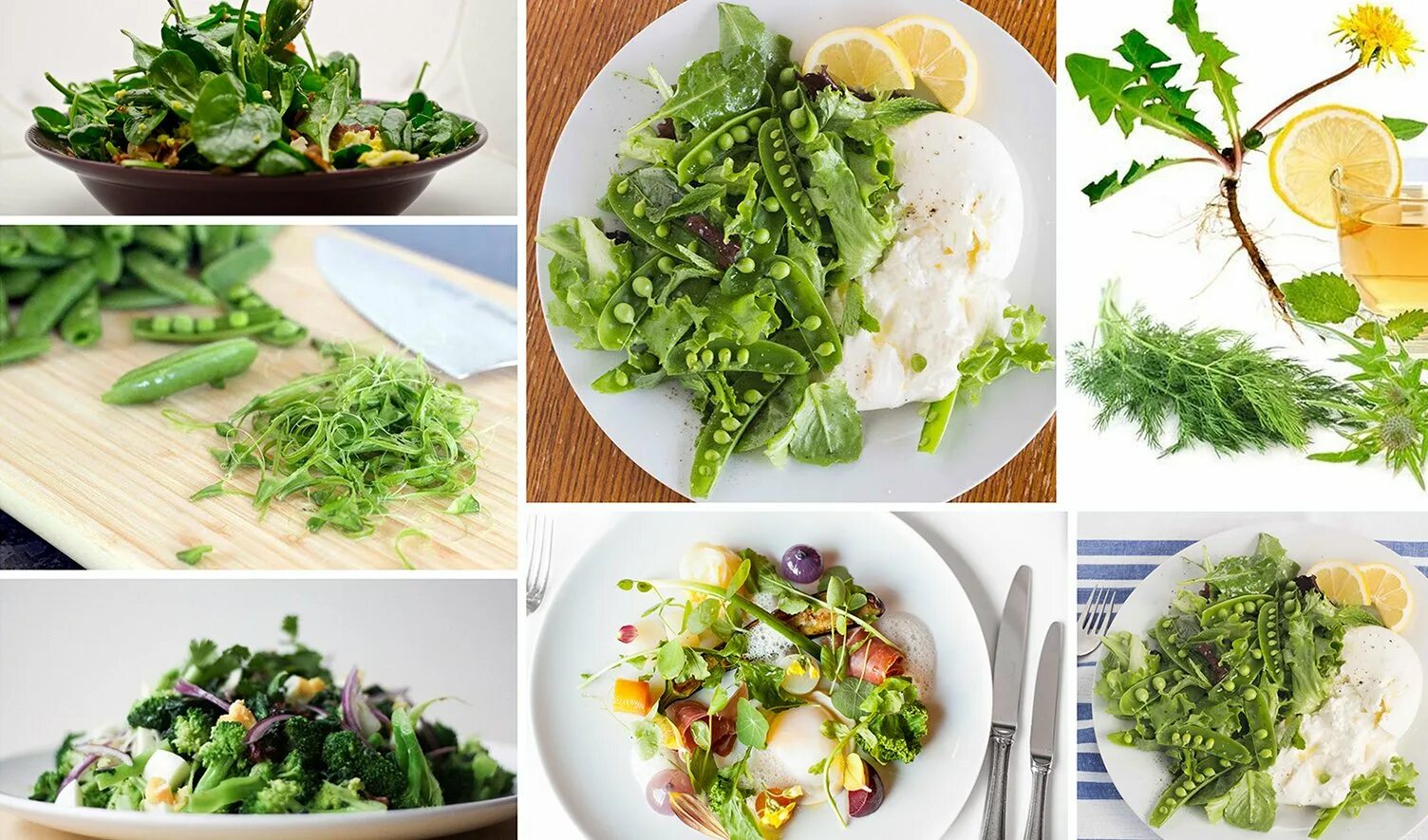 Зелень для салатов. Зеленый салат. Зелень для салатов названия. Салат трава. Зелень типы