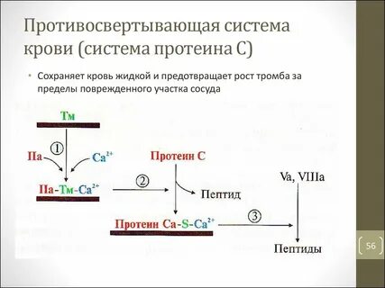 Противосвертывающее действие протеинов с и s
