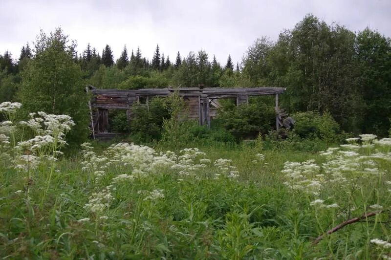 Деревня пустыри. Деревня пустыри. Деревня пустыри. Деревня пустыри. Пустырь площадка в лесу осень.
