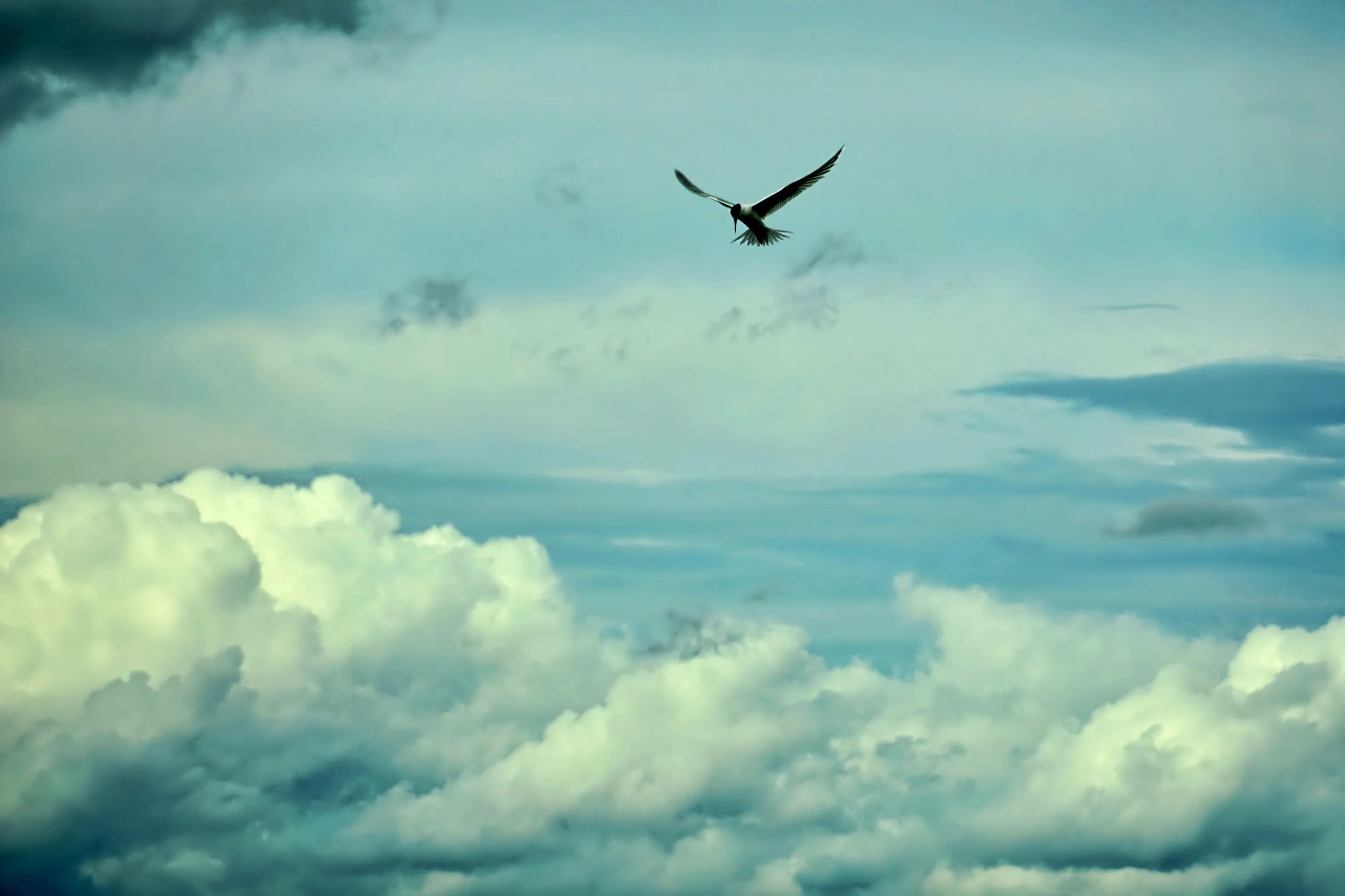 Выше облаков лечу. Птицы в небе. Парящая птица. Полет в небе. Птица в полете.