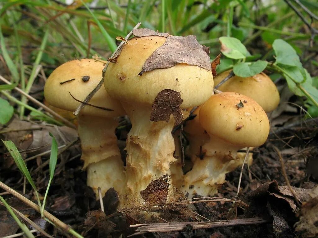 Паутинник триумфальный желтый. Паутинник желтый (приболотник). Паутинник желтый съедобный. Паутинник триумфальный гриб. Несъедобные грибы паутинник.