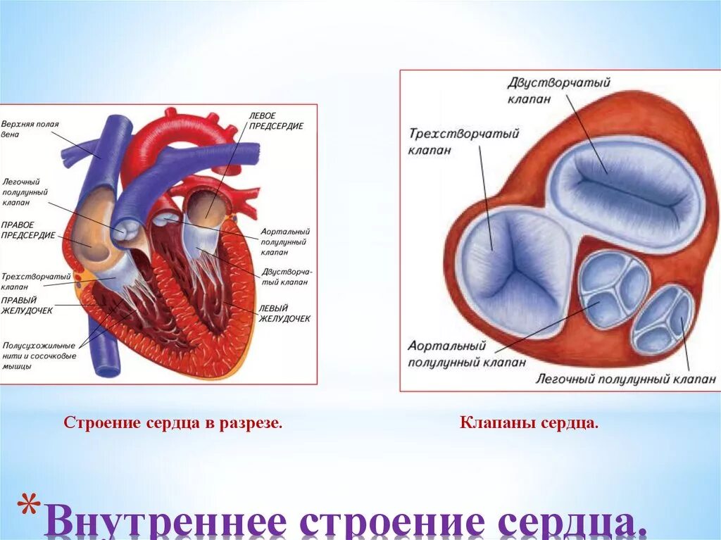 Какую функцию выполняют створчатые клапаны. Клапаны сердца трехстворчатый двухстворчатый митральный. Двустворчатый клапан сердца. Вдвустворчатый клапан сердце. Трехстворчатый клапан сердца анатомия.