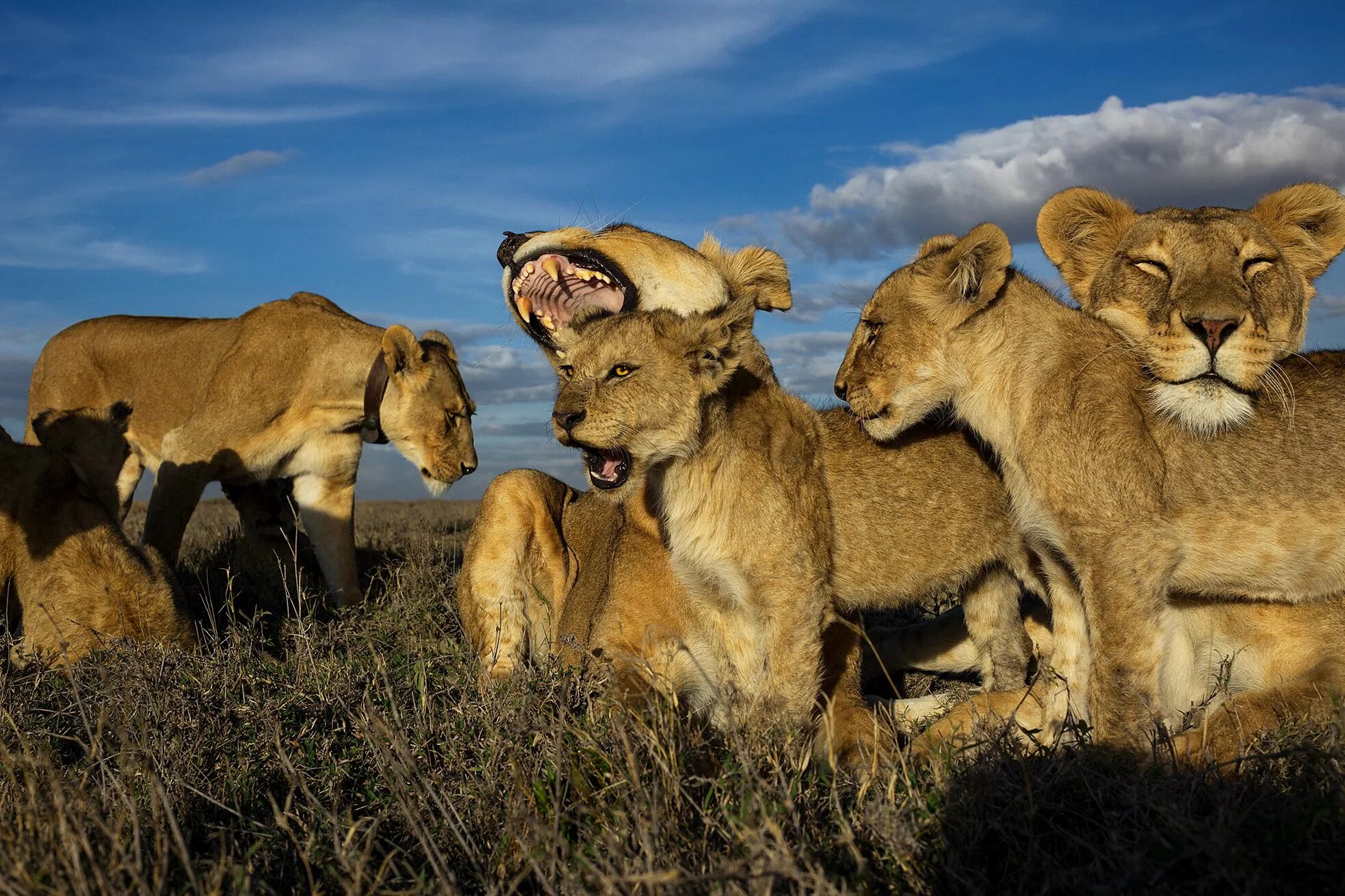 Wildlife photos. Парк Серенгети львиный Прайд. Прайд Львов. Прайд Львов семья. Саванна Прайд Львов.