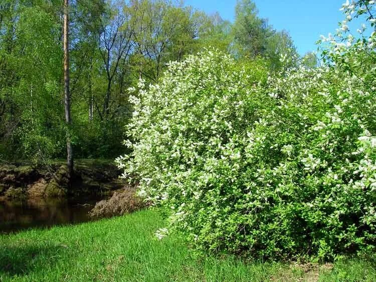 Тенистый садик из лип черемух. Черемуха кустарник. Кустарники растущие в воде. Кусты растущие у воды. Живая изгородь из черемухи.