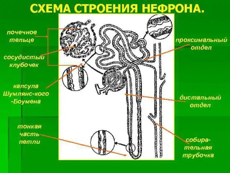 В каком слое находится нефрон. Отделы нефрона почки анатомия. Почки нефрона биология 8 кл. Нефрон анатомия 8 кл. Строение нефрона почки анатомия.