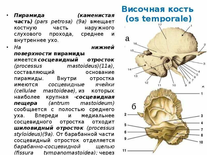 Слуховой латынь. Височная кость строение снизу. Височная кость черепа анатомия. Височная кость задняя поверхность пирамиды. Височная кость строение изнутри.