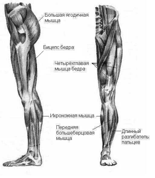 Двуглавая и четырехглавая мышца бедра. Мышцы нижних конечностей квадрицепс. Мышцы ног икроножная и четырехглавая. Латеральная головка четырехглавой мышцы бедра. Правая нога бедро мышцы