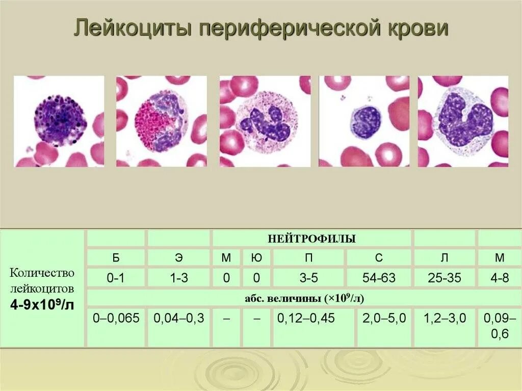 Лейкоциты в 1 л