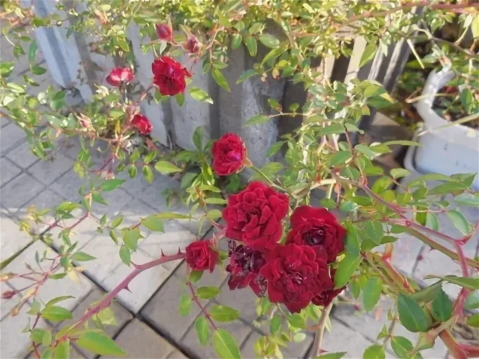 Velvet Cover ВЕЛЬВЕТ КАВЕ