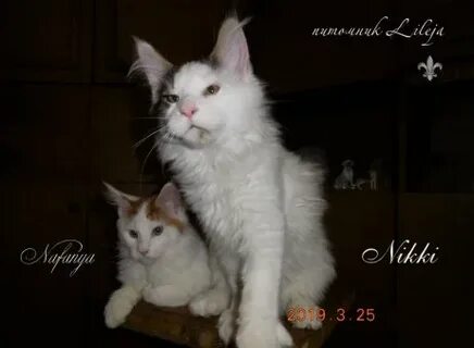 Кун минск