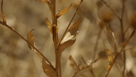 Dried plants