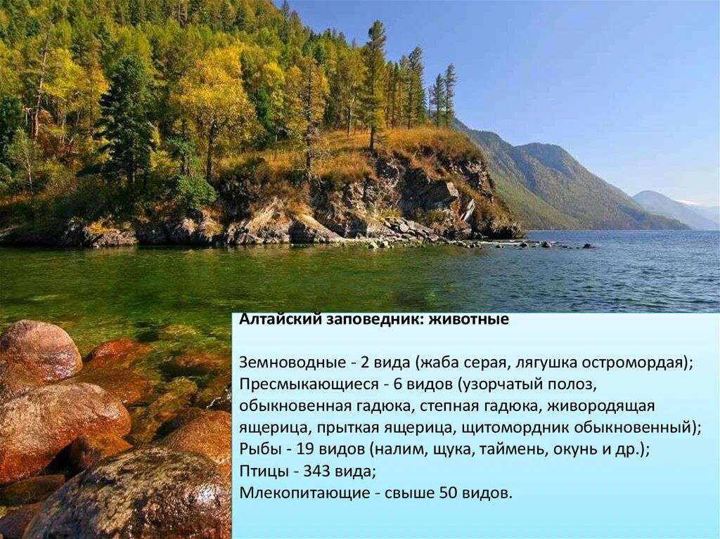 Где находится алтай стартер в бийске В какой республике находится алтай найдено 90 картинок