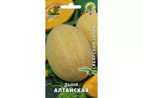 Дыня сорт алтайская