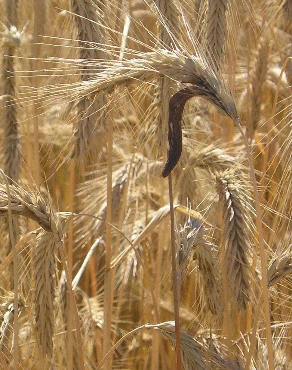 Спорынья (Claviceps purpurea Tulasne).. Спорынья (Claviceps). Гриб Claviceps purpurea. Спорынья ржи. Пшеничный гриб