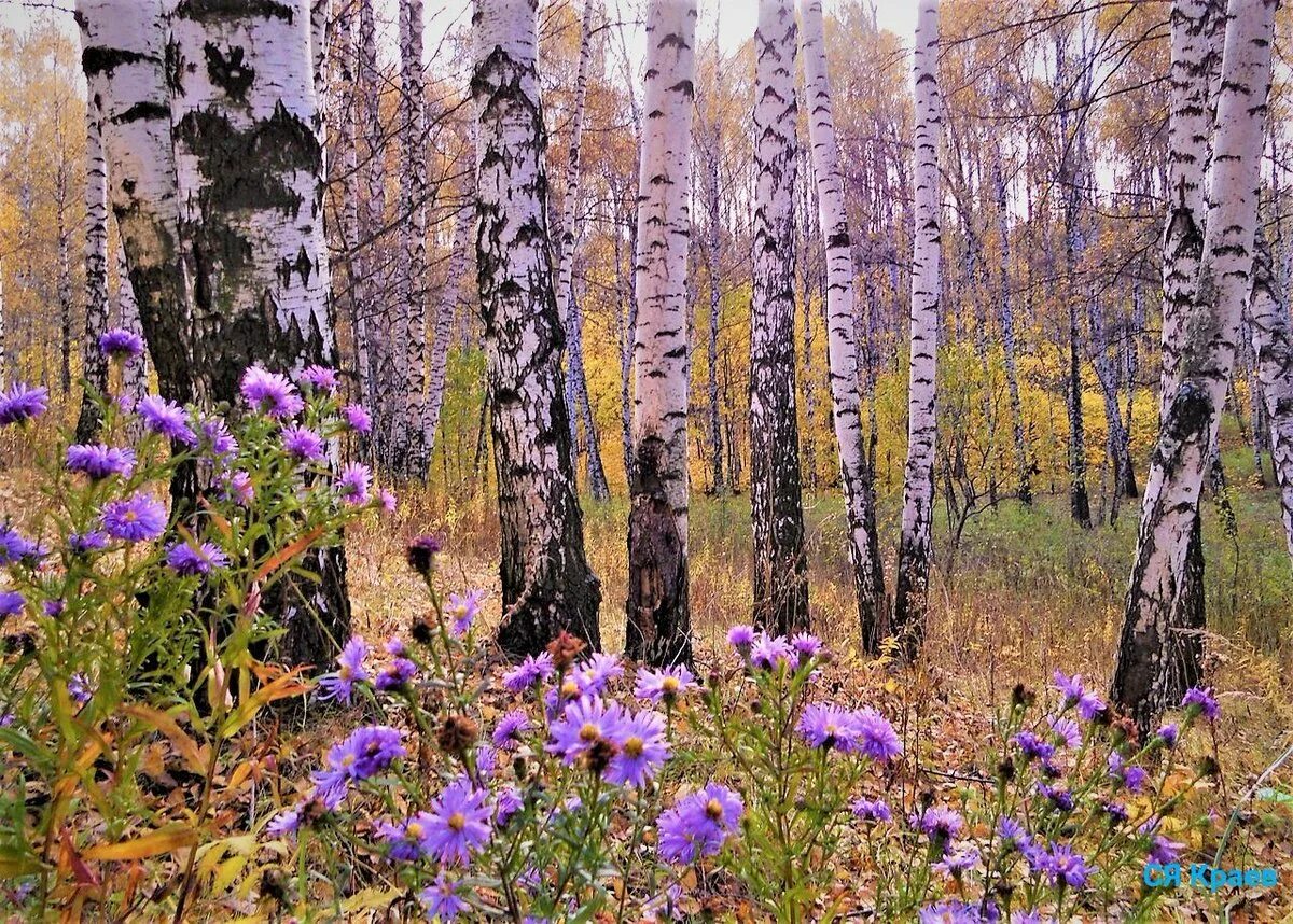 Багульник в березовой роще. Фотопейзажи Сергея Краева. Березовая роща пижма. Осень какая трава