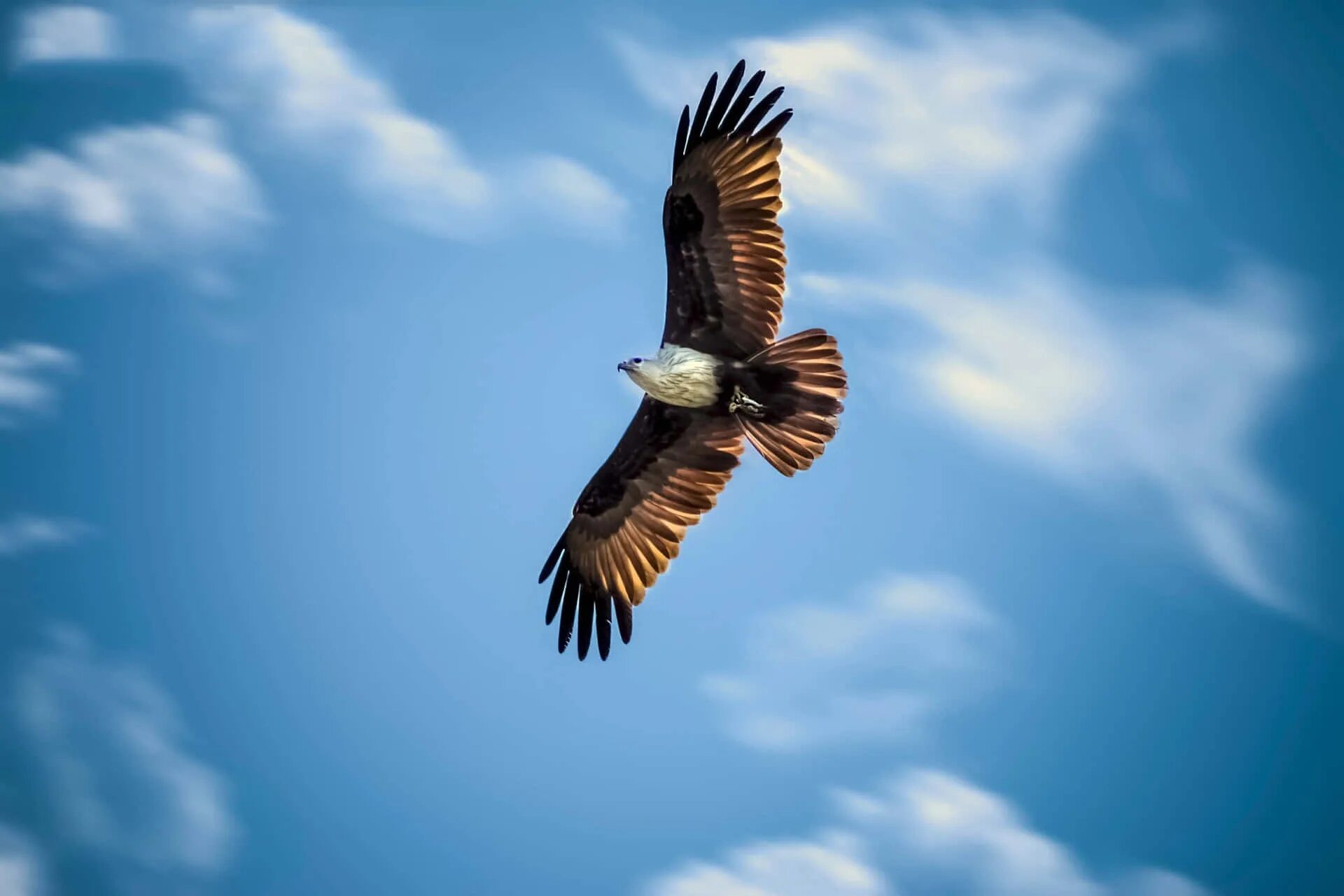 Птица в полете. Парящий Орел. Орел в небе. Орел парящий в небе. Bird fly high