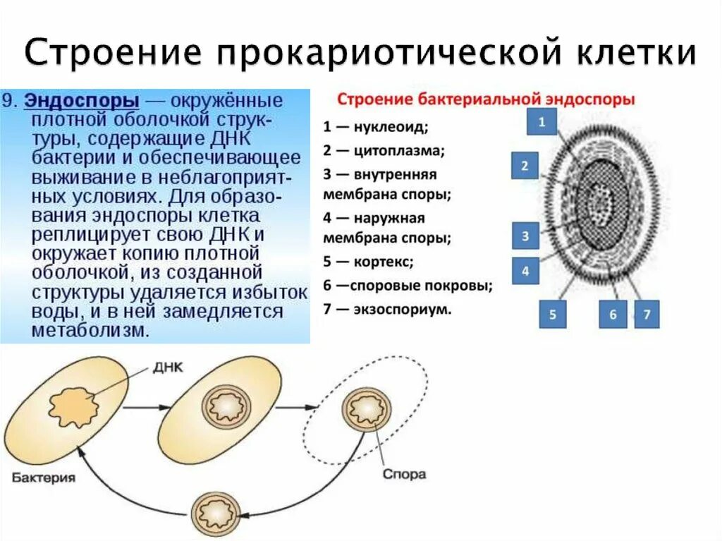 Строение прокариотической клетки. Структура прокариотической клетки. Структуры имеющие прокариотические клетки. Состав прокариотической клетки. Появление прокариотической клетки