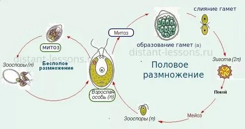 Гаметофит половое или бесполое