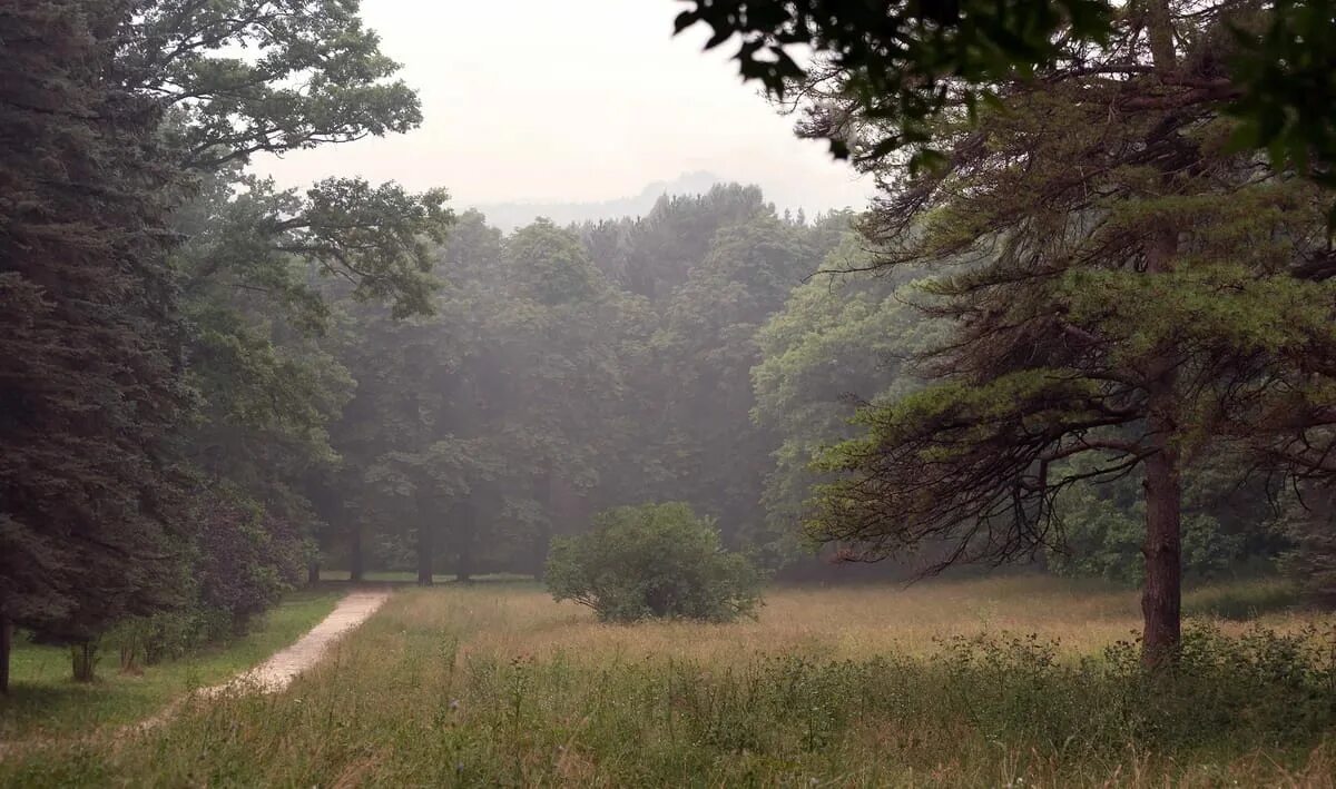 Обои плохого качества. Лес панорама. Панорама леса. Пейзаж плохого качества. Природа без человека.