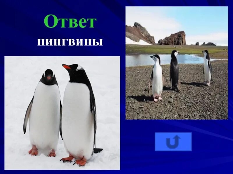 Комплексная работа пингвины ответы. Ответ: пингвины. День орнитолога Пингвин. Комплексная работа 3 класс пингвины с ответами. Ответы пингвина 2 части.