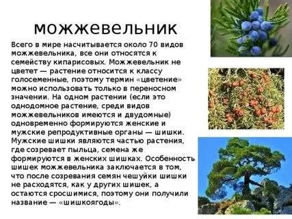 Сообщение на тему растение крыма