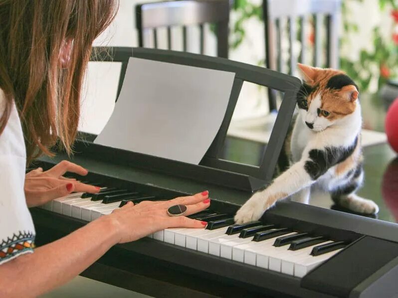 Музыкальных кошечек. Музыка для кошек. Любимая кошка модельера. Cat behind Table. Play with my Cat.