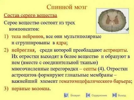 Какими нейронами образовано серое вещество мозга