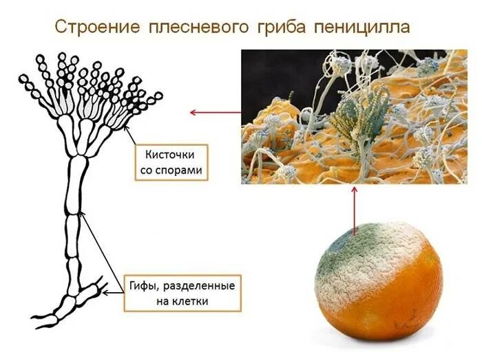 Чем строение пеницилла отличается от строения хлебных. Плесневые грибы пеницилл строение. Строение плесневого гриба пеницилла. Плесневый гриб пеницилл строение. Строение плесневелых грибов пеницилл.