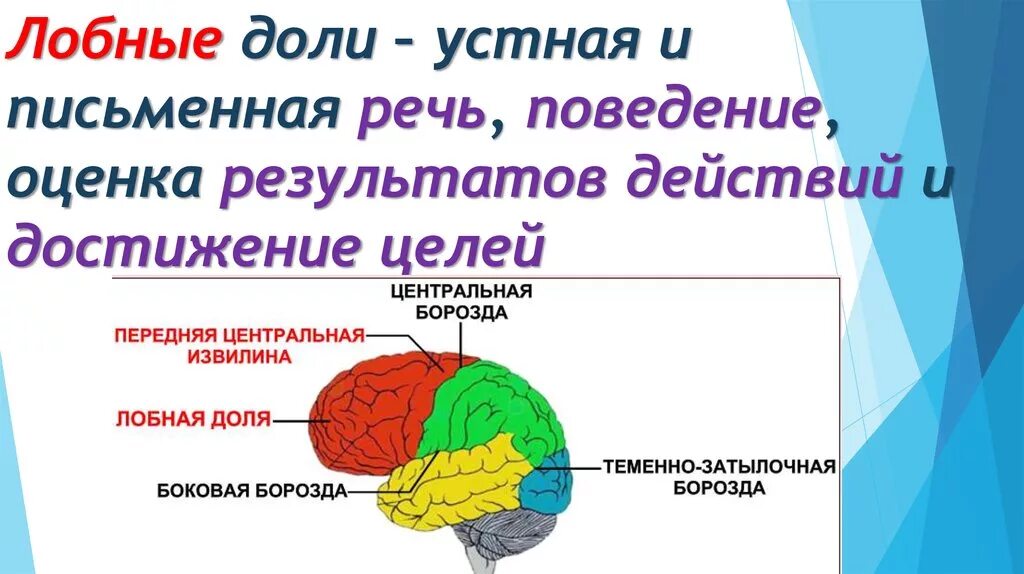 Основные доли мозга. Борозды лобной доли больших полушарий. Зоны лобной доли головного мозга. Функции лобной доли головного мозга.